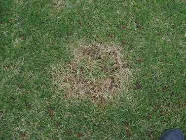 Necrotic Ring Spot Lawn Fungus Disease